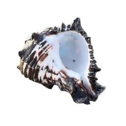 Natural Conch Large Shells Turbo Seashell For Fish Tank Air Plants Dcor