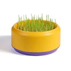 Cat Snack Planting Hydroponic Container Cat Grass Planting Bowl Without Soil Yellow