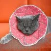 Comfortable Post-surgery For Cats And Dogs, Robust, Waterproof, Resistant To Scratches And Bites, Ea