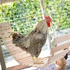 Chicken Swing Toy Large Birds Wooden Perch Natural Wood Ladder With Hook