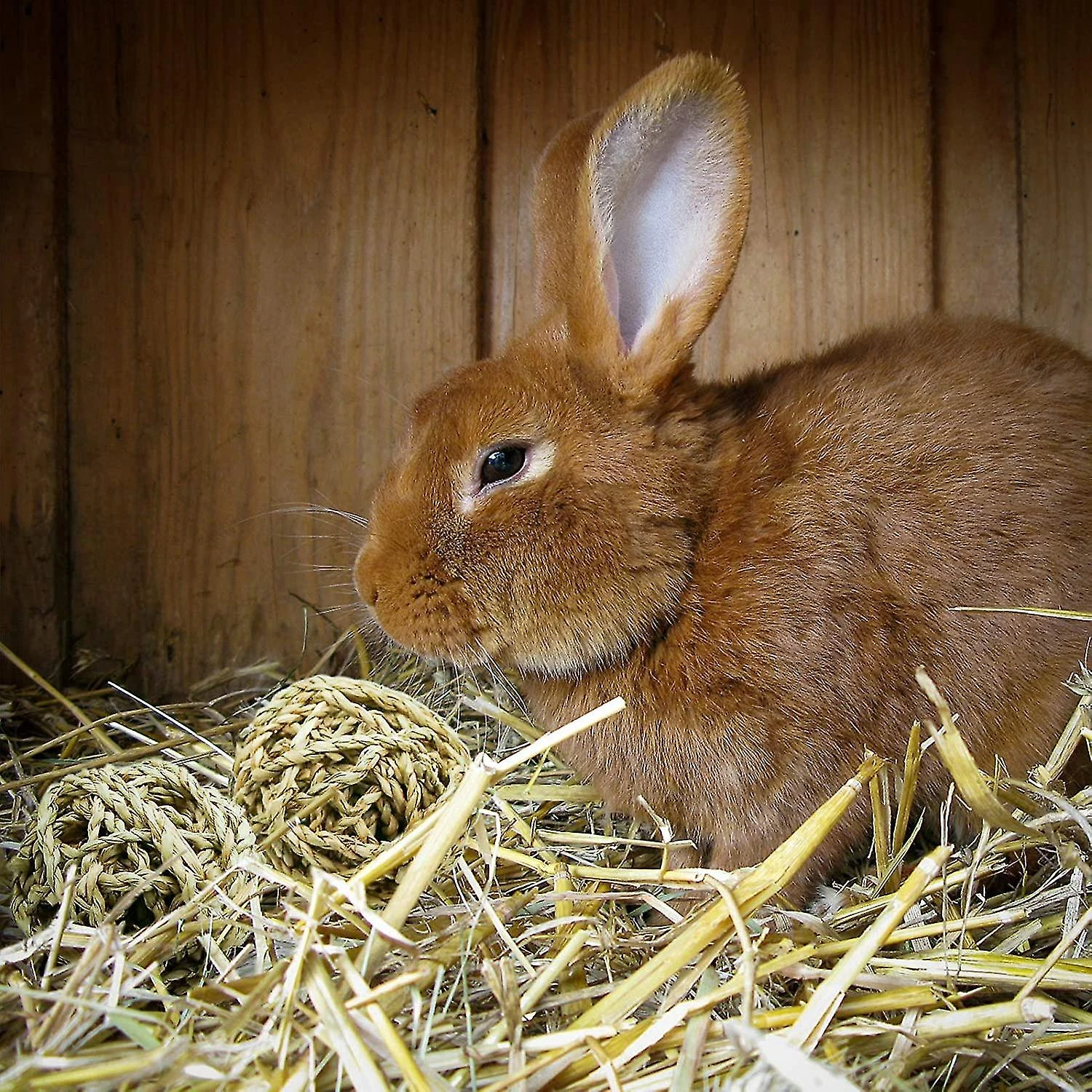 4 Pcs Small Animals Play Balls Rolling Activity Chew Toys Gnawing Treats For Rabbits Guinea Pigs Nlla Bunny Natural Balls, Pet Cage Entertainmen - Image 4