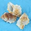 200g Conch Shells Coral Stone Craft Fish Tank Decoration Aquarium Landscape