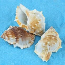 200g Conch Shells Coral Stone Craft Fish Tank Decoration Aquarium Landscape