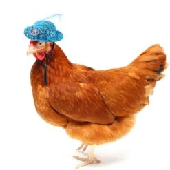Chicken Feather Top Hat With Adjustable Elastic Chin Strap (simple Style)