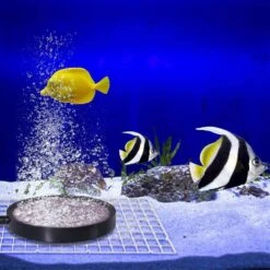 10pcs Rium Divider Tank Divider Filter Grids Separat Grid Tray Isolat Board Grid Wit