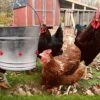 Automatic Chicken Waterer|quail Birds Drinking Bowls|water Chicken Coop Chick Nipple Drinkers Poultry For Animal Supplies